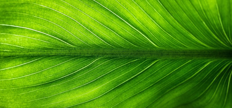 Environment-Friendly Lifestyle